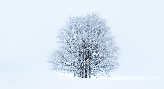 什么能补铁（地中海贫血为什么不能补铁）-硒宝网