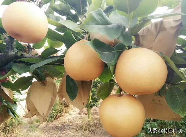 贵州富硒农产品标志(贵州富硒农旅发展有限公司)-硒宝网