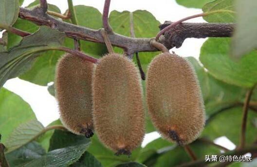 贵州富硒农产品标志(贵州富硒农旅发展有限公司)-硒宝网