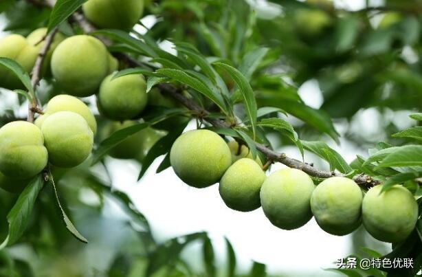 贵州富硒农产品标志(贵州富硒农旅发展有限公司)-硒宝网