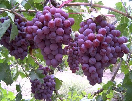 富硒农产品含量检测(富硒农产品认证)-硒宝网