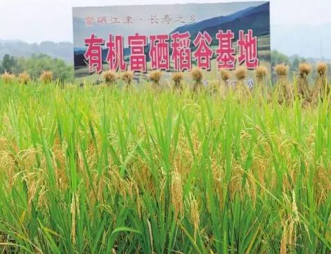 江津富硒产品销售店（江津富硒食品）-硒宝网