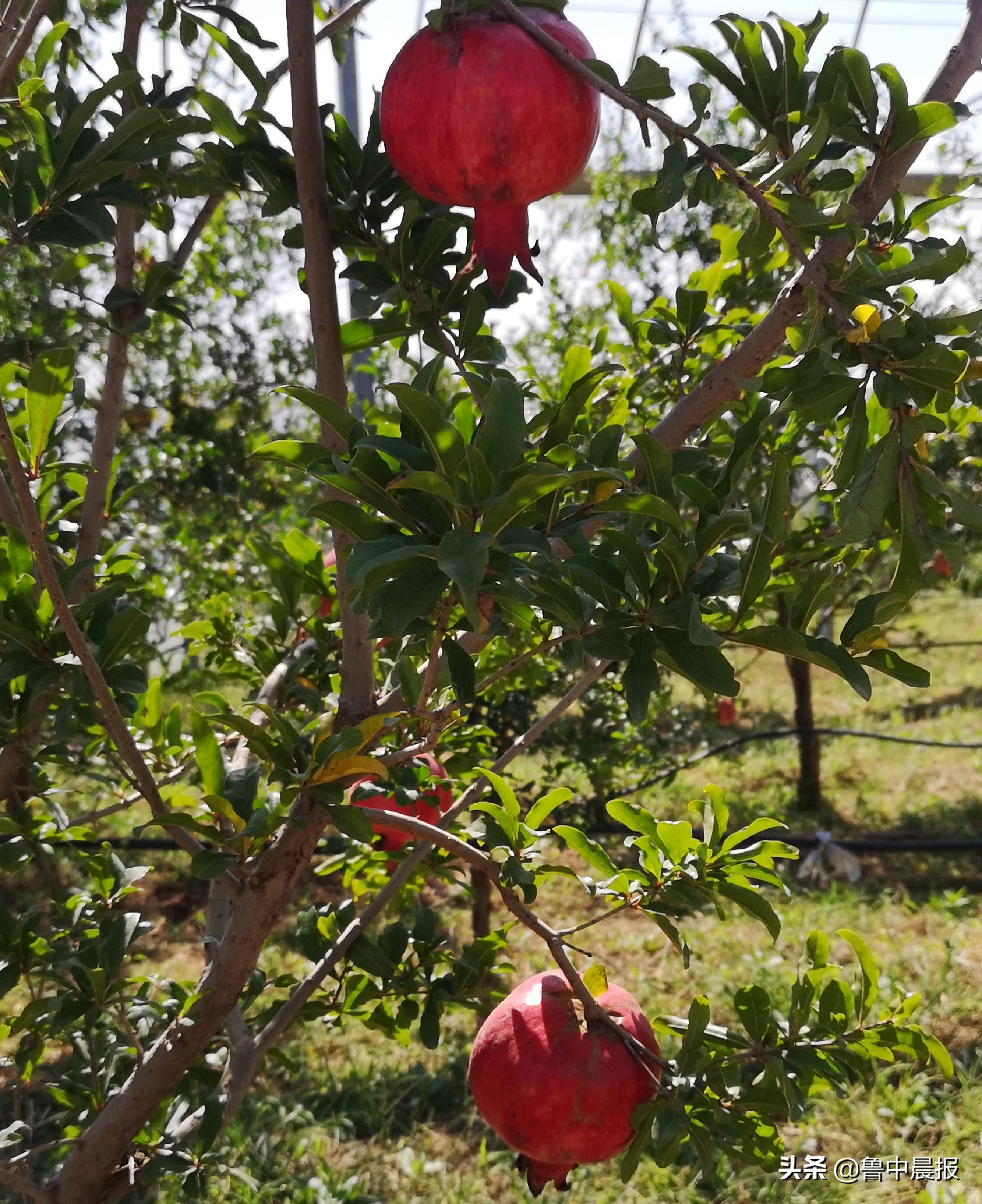 淄川富硒农产品樱桃（富硒樱桃多少钱一斤）-硒宝网