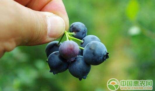 安徽富硒农产品直播(安徽功能农业的富硒技术)-硒宝网