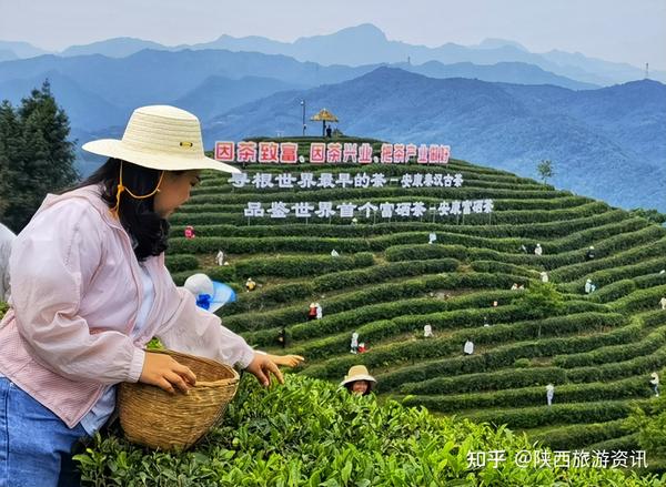 安康市富硒桑叶产品(安康富硒产品介绍)-硒宝网