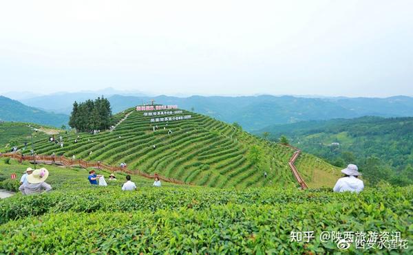 安康市富硒桑叶产品(安康富硒产品介绍)-硒宝网