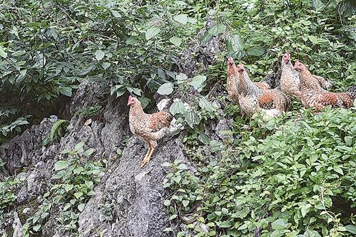河池生态富硒农产品(广西富硒土壤)-硒宝网