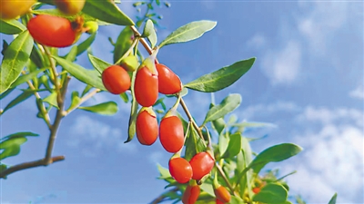 宁夏富硒农产品标准(富硒国家标准)-硒宝网