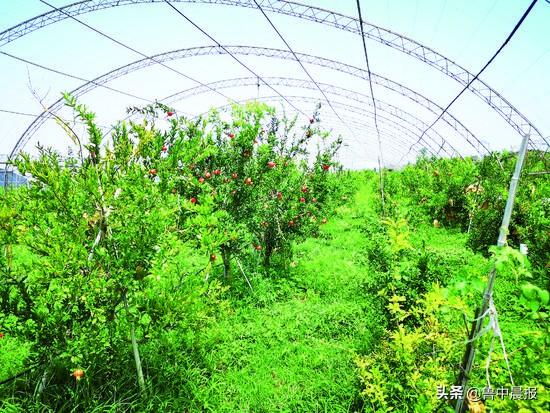 淄川富硒农产品樱桃(富硒大樱桃采摘园怎么样)-硒宝网