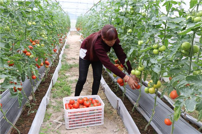 河池生态富硒农产品（广西富硒农产品标准）-硒宝网