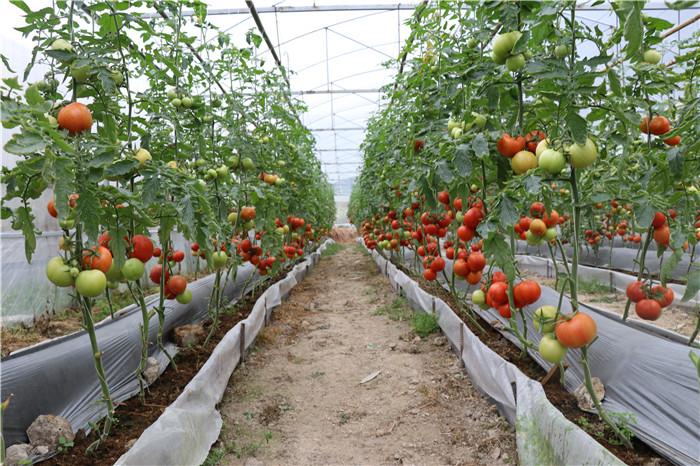 河池生态富硒农产品（广西富硒农产品标准）-硒宝网