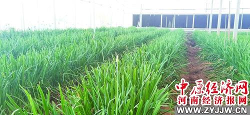 叶县富硒农产品价格（富硒农业）-硒宝网