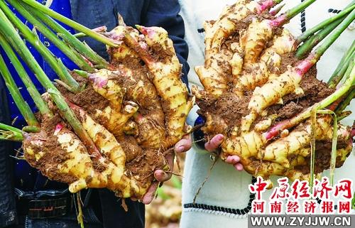 叶县富硒农产品价格（富硒农业）-硒宝网