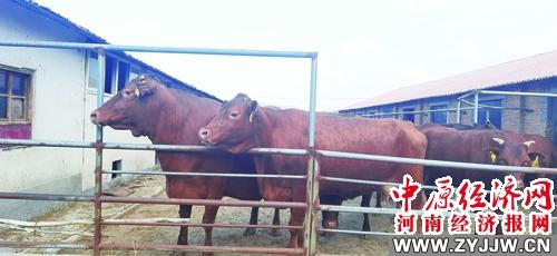 叶县富硒农产品价格（富硒农业）-硒宝网