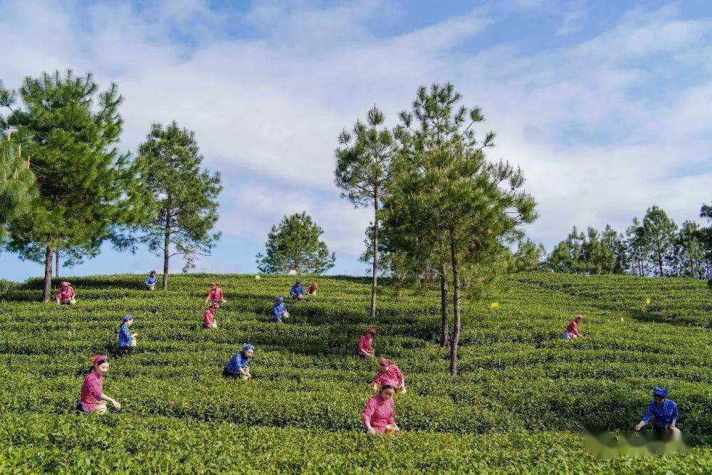 花萼天然富硒农产品(舌头是白的为什么)-硒宝网