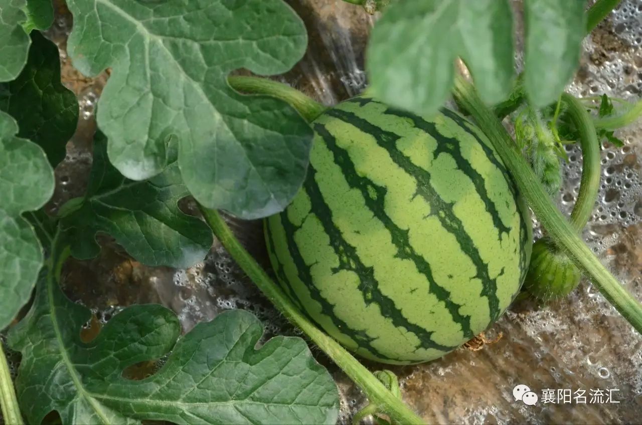 富硒牛奶是农产品吗（富硒牛奶是什么意思）-硒宝网