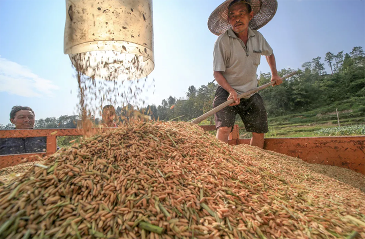 富硒农产品行业媒体（富硒农产品企业）-硒宝网