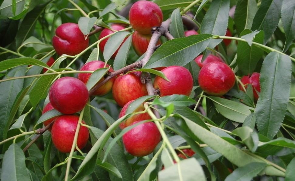 富硒农产品生产工艺(如何生产富硒农产品)-硒宝网