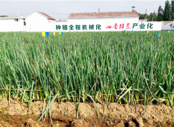 富硒农产品商标设计(富硒农产品标志)-硒宝网