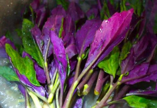 微量元素作用（植物微量元素作用）-硒宝网