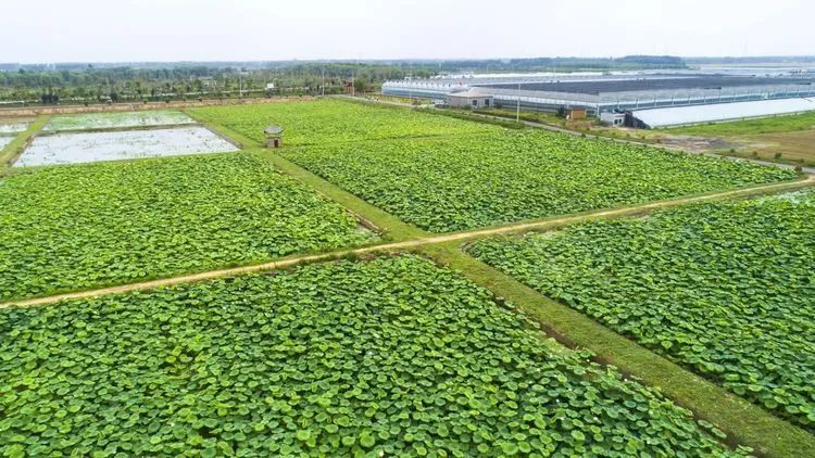 大同富硒农产品认证(山西大同农业基地主要种植什么)-硒宝网