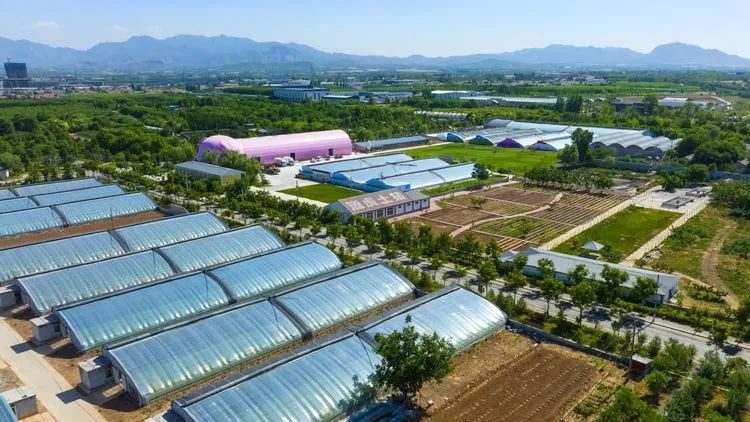 大同富硒农产品认证(山西大同农业基地主要种植什么)-硒宝网