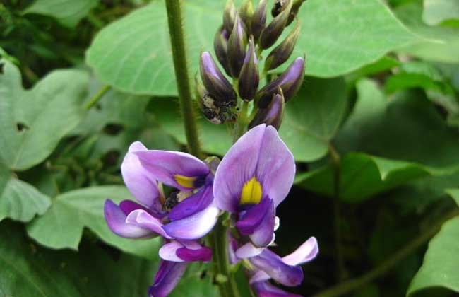 富硒农产品种植环境(富硒农产品怎么种)-硒宝网