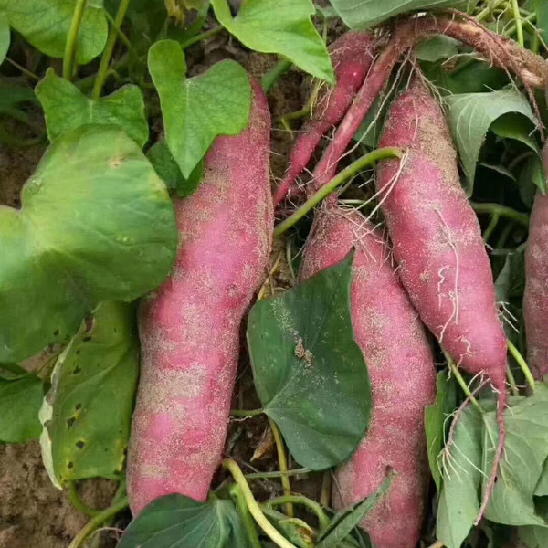 富硒农产品种植环境（富硒农业种植的三大特点）-硒宝网