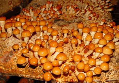 富硒蘑菇产品目录图（蘑菇菌的营养价值及功效）-硒宝网