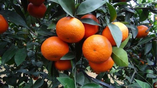 富硒农产品认证证书(富硒农产品认证过程)-硒宝网