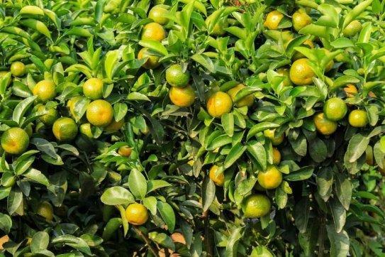 富硒农产品认证证书(富硒农产品认证过程)-硒宝网