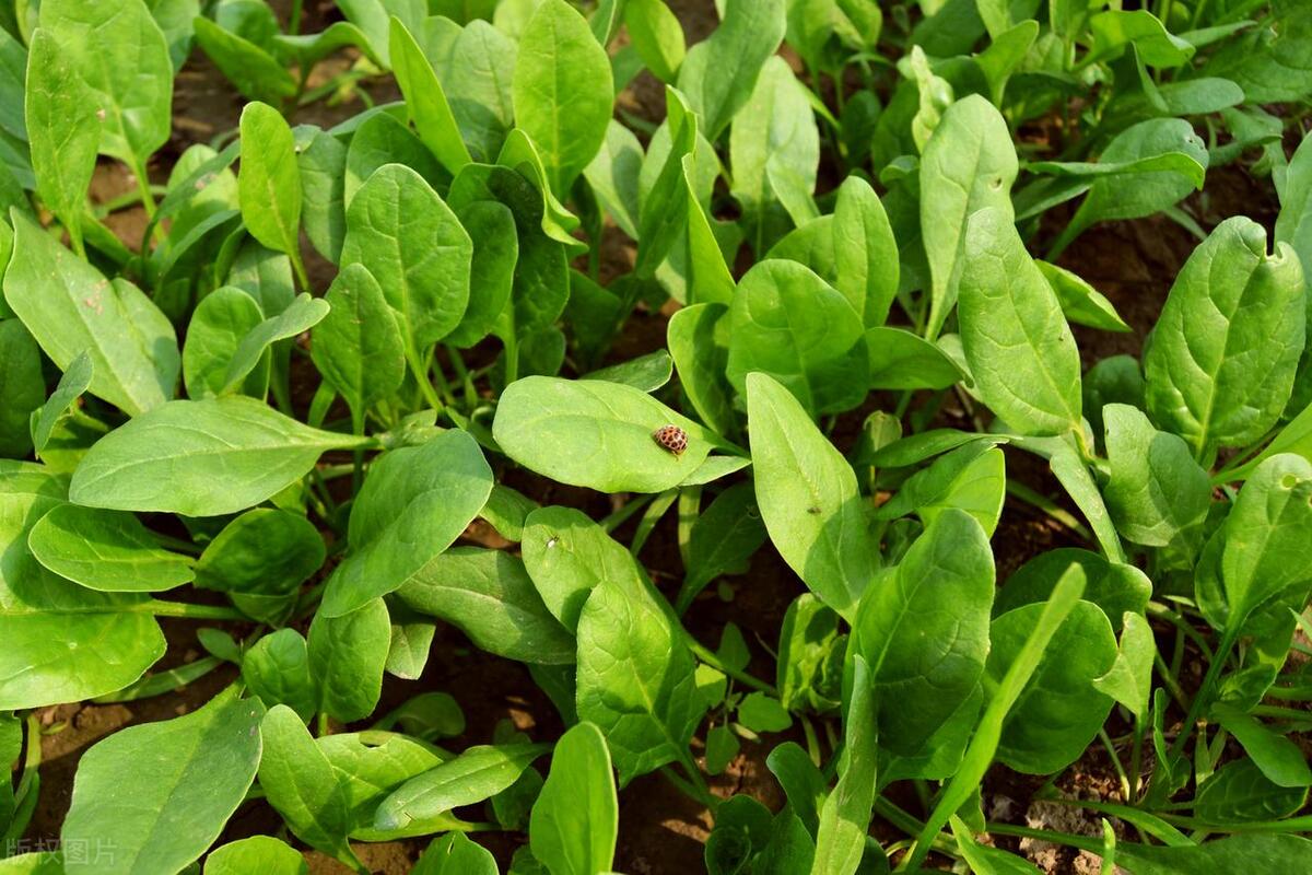 什么食物补铁(食物补铁的最佳选择是)-硒宝网