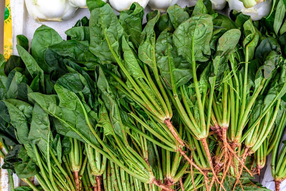 什么食物补铁(食物补铁的最佳选择是)-硒宝网