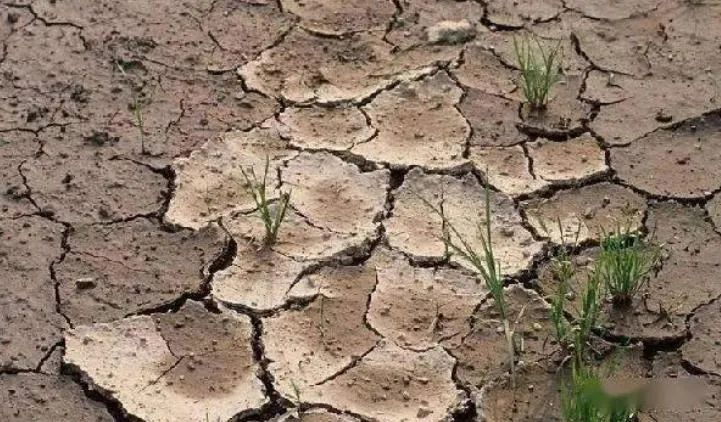 微量元素片(微量元素片什么时间吃最好)-硒宝网