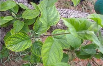 微量元素片(微量元素片什么时间吃最好)-硒宝网