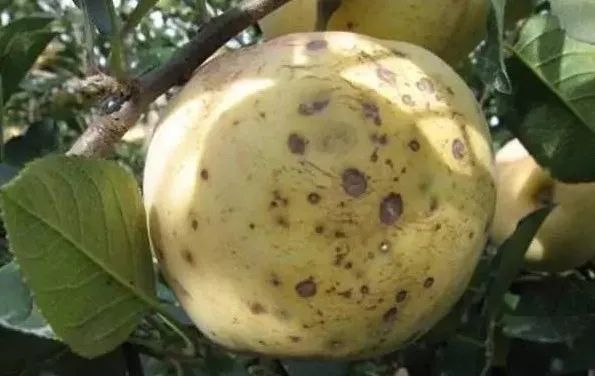 微量元素片(微量元素片什么时间吃最好)-硒宝网