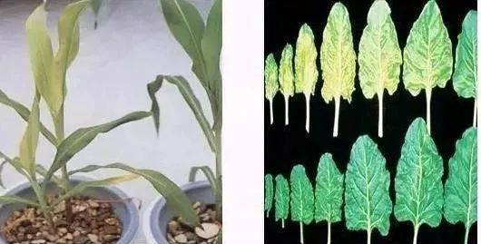 微量元素片(微量元素片什么时间吃最好)-硒宝网