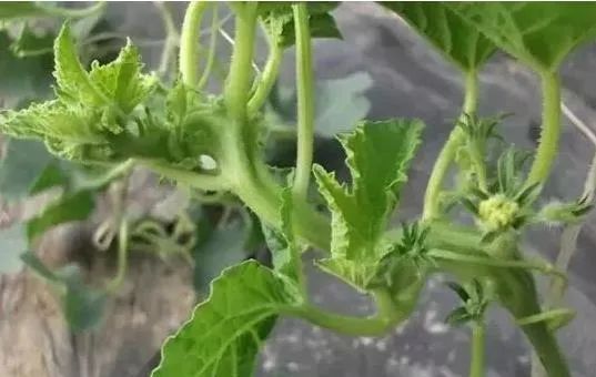 微量元素片(微量元素片什么时间吃最好)-硒宝网