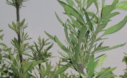 微量元素片(微量元素片什么时间吃最好)-硒宝网