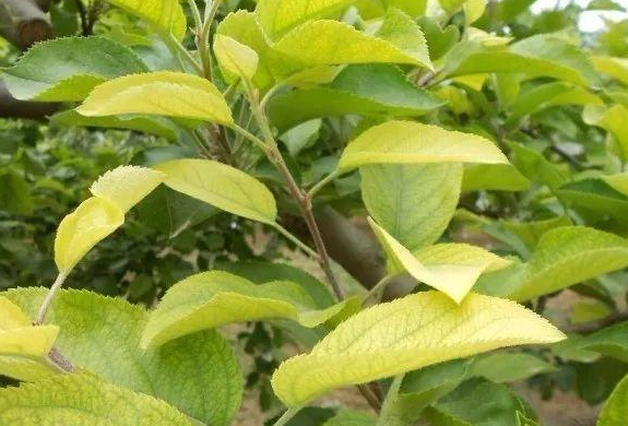 微量元素片(微量元素片什么时间吃最好)-硒宝网