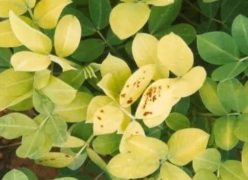 微量元素片(微量元素片什么时间吃最好)-硒宝网