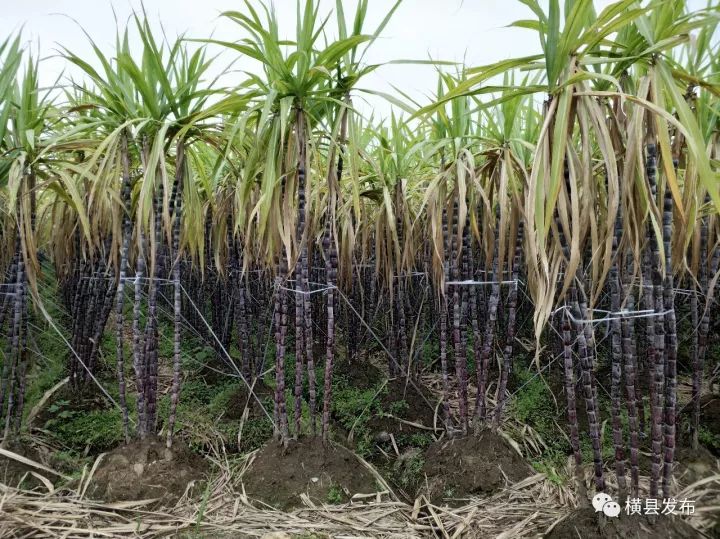 富硒农产品品牌名称(富硒农产品介绍)-硒宝网