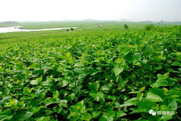 富硒农产品品牌名称(富硒农产品介绍)-硒宝网