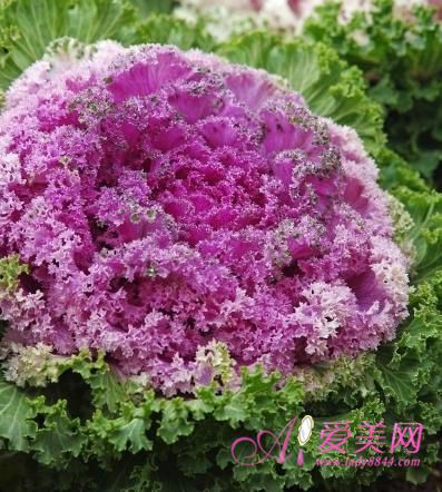 补钙的蔬菜(宝宝吃什么蔬菜补钙)-硒宝网