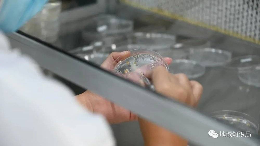 富硒农产品长粒香米（粒农301玉米种）-硒宝网