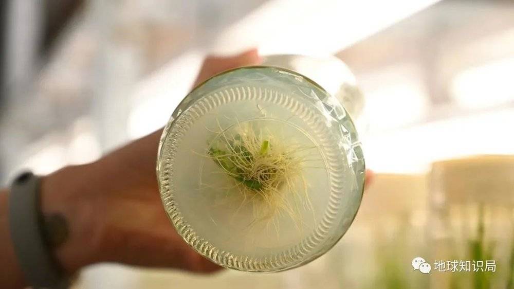 富硒农产品长粒香米（粒农301玉米种）-硒宝网