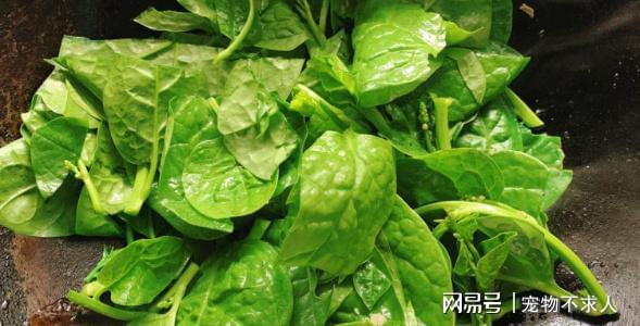 吃什么蔬菜补钙最快最好(蔬菜补钙吃好还是吃好)-硒宝网