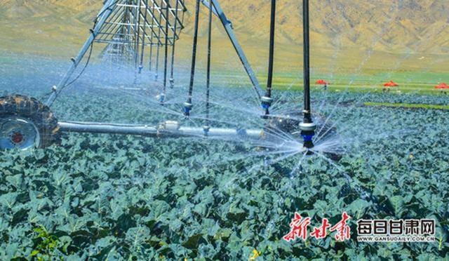 富硒农产品高原夏菜（高富硒地区）-硒宝网