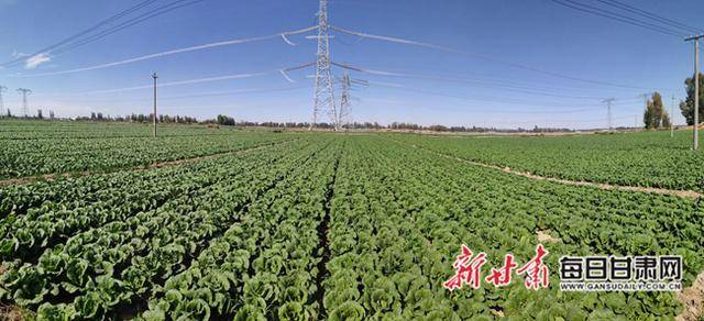 富硒农产品高原夏菜（高富硒地区）-硒宝网