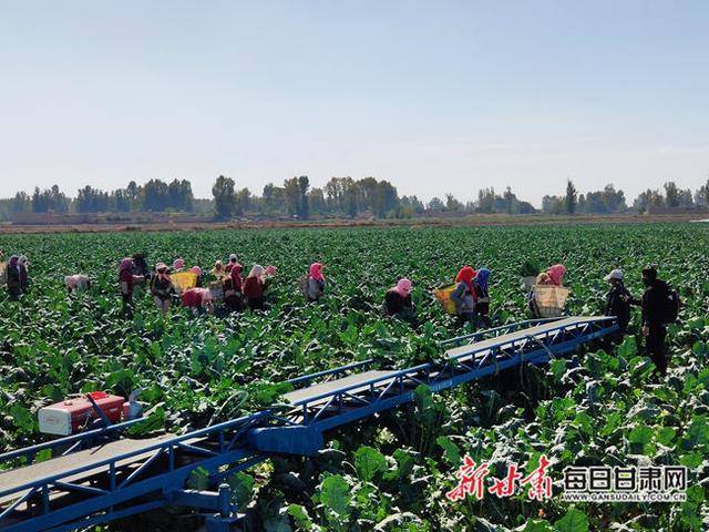 富硒农产品高原夏菜（高富硒地区）-硒宝网